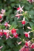 Fuchsia 'Olive Smith'