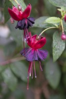 Fuchsia 'Lady in Black'