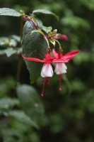 Fuchsia 'Conspicua'