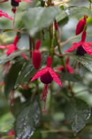 Fuchsia megallinica 'Contrasta'