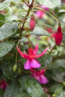 Fuchsia 'Display'