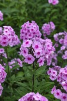 Phlox paniculata 'Eva Cullum'