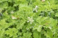 Pelargonium Capitatum 'Attar of roses'