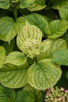Chlorosis on Hydrangea leaves