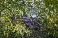 View of a purple Rhododendron through overhanging branches of a flowering Davidia involucrata in Spring - May