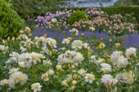 Rosa 'Imogen' flowering in a formal rose garden in Summer - June