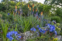 Kniphofia 'Tawny King' Salvia 'Blue Spire' and Agapanthus flowering with other perennilas on a terraced dry rock garden in Summer - July