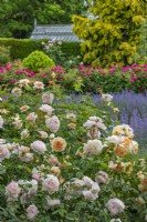 View of roses flowering in a formal country garden in Summer - May