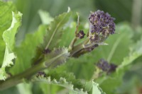 Brassica oleracea  Italica Group  'Early Purple Sprouting'  Purple Sprouting Broccoli  April
