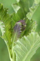 Brassica oleracea  Italica Group  'Early Purple Sprouting'  Purple Sprouting Broccoli  March