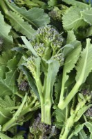 Brassica oleracea  Italica Group  'Early Purple Sprouting'  Picked florets of Purple Sprouting Broccoli  April