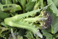 Brassica oleracea  Italica Group  'Early Purple Sprouting'  Picked florets of Purple Sprouting Broccoli  April