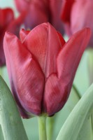 Tulipa  'Cashmir'  Tulip  Single Late Group  April