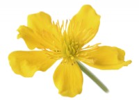 Caltha palustris  Marsh marigold  April