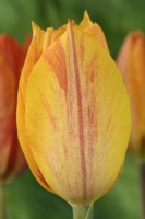 Tulipa  'El Nino'  Tulip  Single Late Group  April