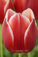 Tulipa  'Leen van der Mark'  Tulip  Triumph Group  May