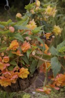 Two plug plants of Begonia Illumination Apricot Shades planted in March will fill two hanging baskets by midsummer - July