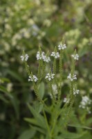 Verbena hastata 'White Spires' Vervain