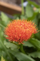 Scadoxus multiflorus, blood lily