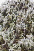 Thuja occidentalis - White Cedar tree foliage covered in ice after freezing rainstorm in early spring.