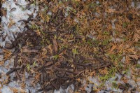 Shedded Thuja occidentalis - White Cedar tree leaves left at base of tree in stone edged border to protect from frost and cold in winter.