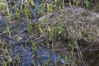 Typha latifolia - Common Cattails growing in artificial pond in spring clogged with dead leaves from previous year.