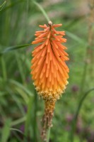 Kniphofia 'Royal castle' red hot poker