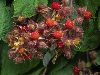 Rubus phoenicolasius - Japanese Wineberry  July Summer