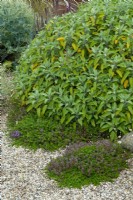 Dry bed planting of Salvia officinalis and Thymus

