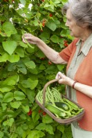 Woman picking Phaseolus coccineus - Runner Beans, holding trug also containing Phaseolus vulgaris - Climbing French Beans and Zucchini - Courgettes 


