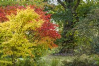 Acer palmatum cultivars in fall leaf colour in an informal country garden in Autumn - October