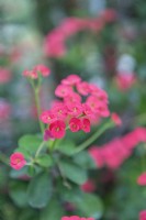 Euphorbia milii, crown of thorns