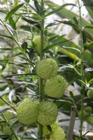 Gomphocarpus physocarpus, balloon cotton-bush