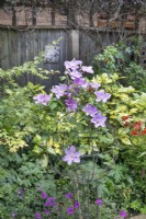 Clematis 'Comtesse de Bouchard', July