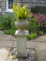 Dryopteris erythrosora prolifica  in Container on plinth July Summer