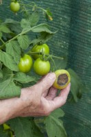 Blossom End Rot in greenhouse Tomatoes - Solanum lycopersicum, caused by lack of calcium