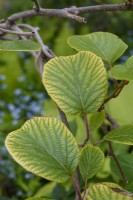 Chlorosis due to iron deficiency on Actinidia chinensis leaves