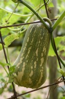 Courge 'Butternut Barbara' F1