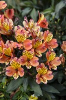 Alstroemeria 'Indian Summer' - Peruvian Lily