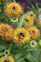 Rudbeckia 'Enchanted Nightfall' - Coneflower