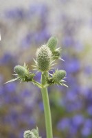 Eryngium agavifolium - Agave-Leaved Sea Holly 