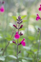 Salvia microphylla 'Ping Pong' - Sage