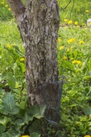 Malus domestica - Apple tree trunk wrapped with wire mesh to protect against damage by rodents in orchard.
