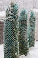 Thuja occidentalis 'Smaragd' - Cedar trees wrapped with protective green plastic mesh fences to prevent branches from breaking from accumulated heavy ice and snow in winter.