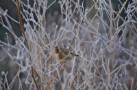 Goldfinch - Carduelis carduelis eating seeds of Althaea cannabina - hemp leaved hollyhock in December. Late pruning back ensures winter food supply for wildlife