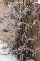 Hydrangea petiolaris and trellis covered in ice in backyard after freezing rainstorm in early spring.