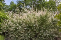 Salix integra 'Hakuro Nishiki' - Willow shrub in spring.
