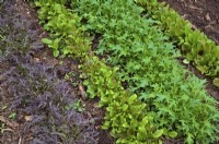 Mizuna - Brassica rapa nipposinica, Rocket - Eruca vesicaria and Lettuce - Lactuca sativa seedlings sown in January for early spring cutting  - shown mid March