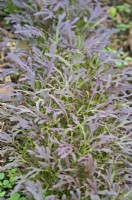 Mizuna Red Streaked - Brassica rapa nipposinica - protected crop for an early salad picking