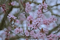 Prunus cerasifera flowering during February